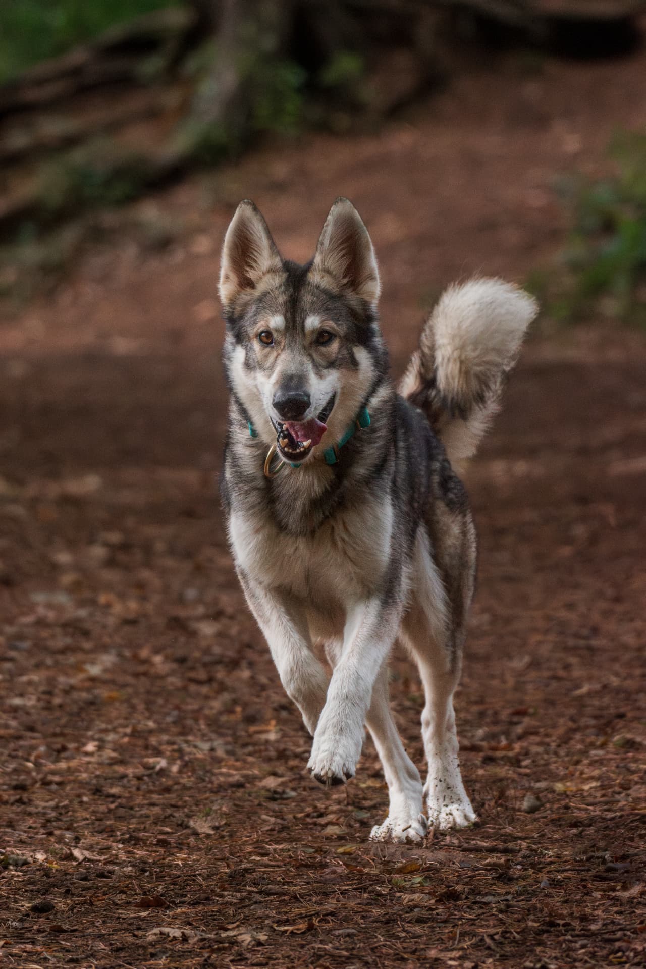 British Lupine Dog running through the woodland