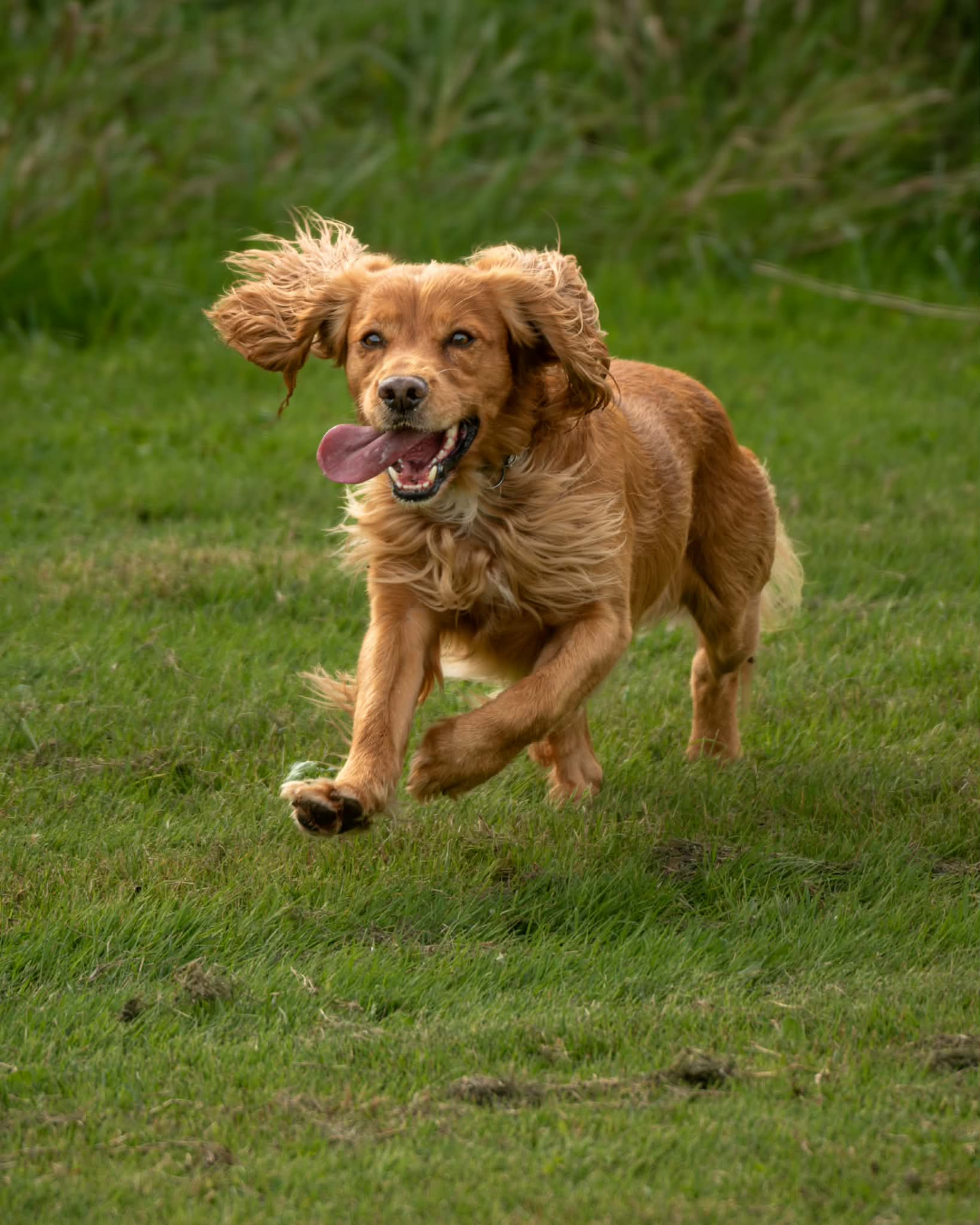 Golden cocker spaniel bounding through the grass