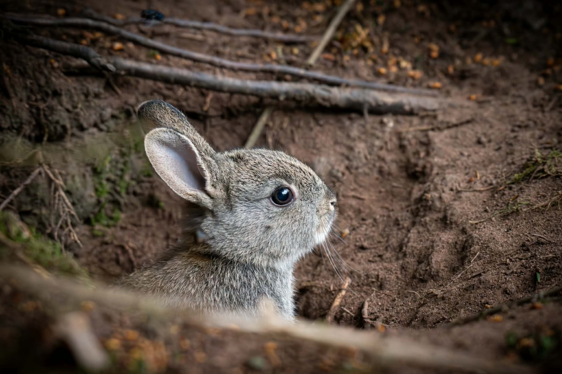 Young rabbit peeking out of its burrow