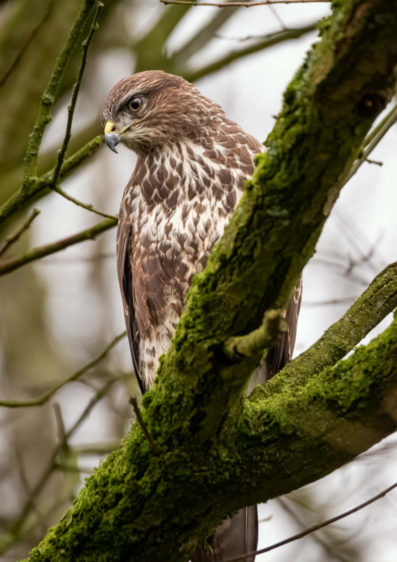 Young buzzard perched among mossy branches