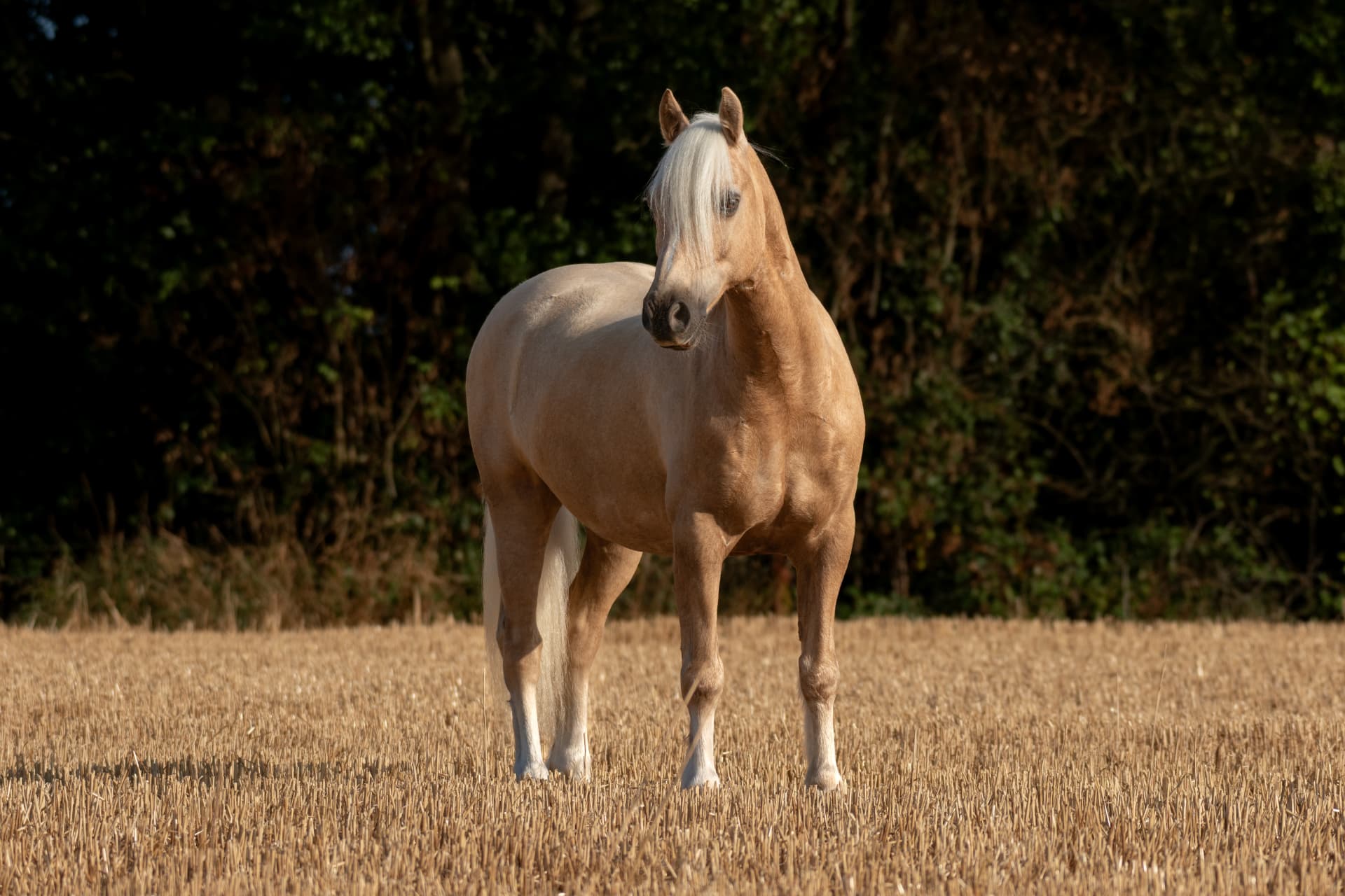 Palomino horse standing in a golden harvested field at sunset