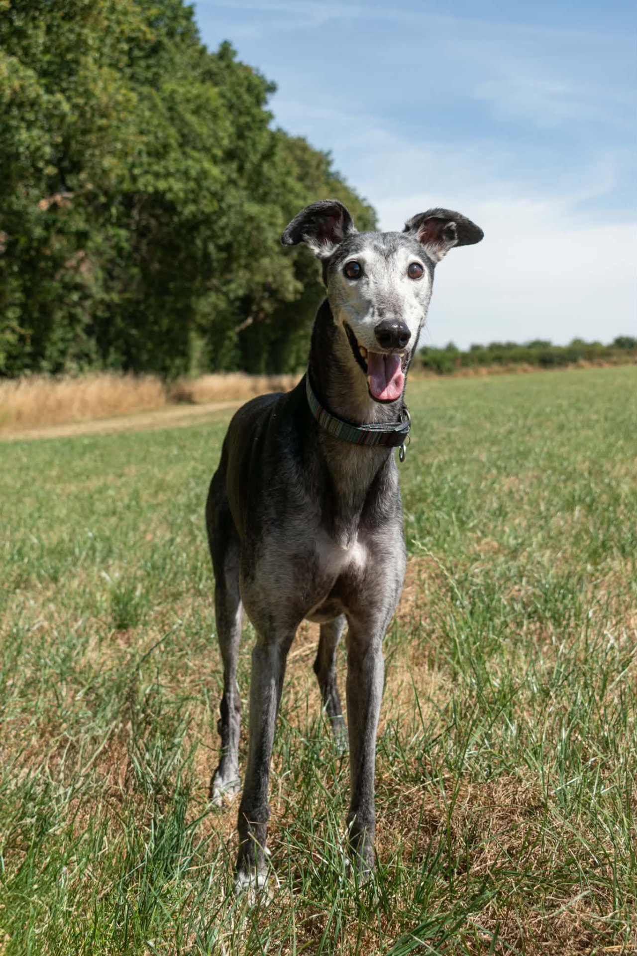 Grey lurcher smiling in a sunny field