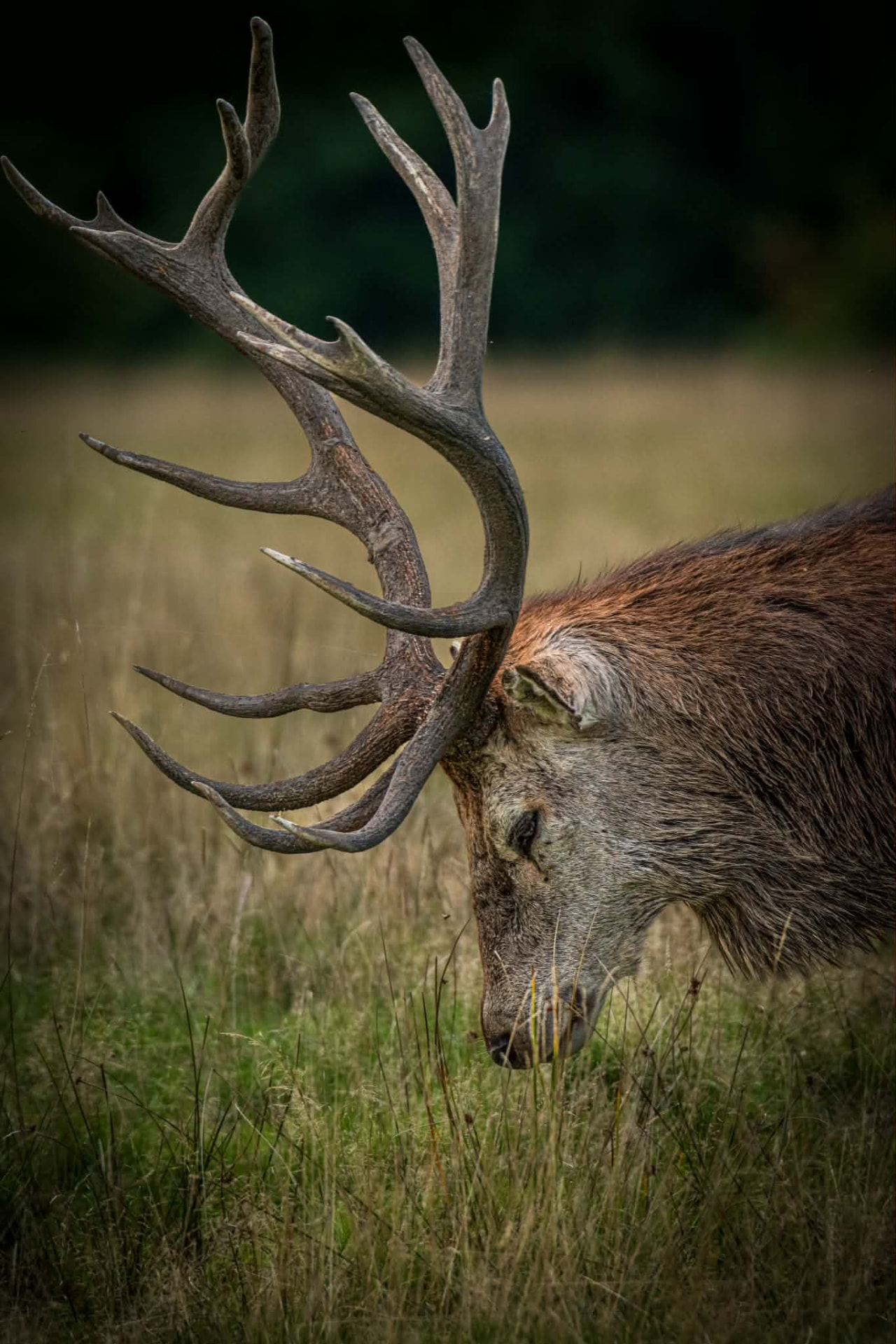 Close-up of a red deer stag grazing among tall grasses