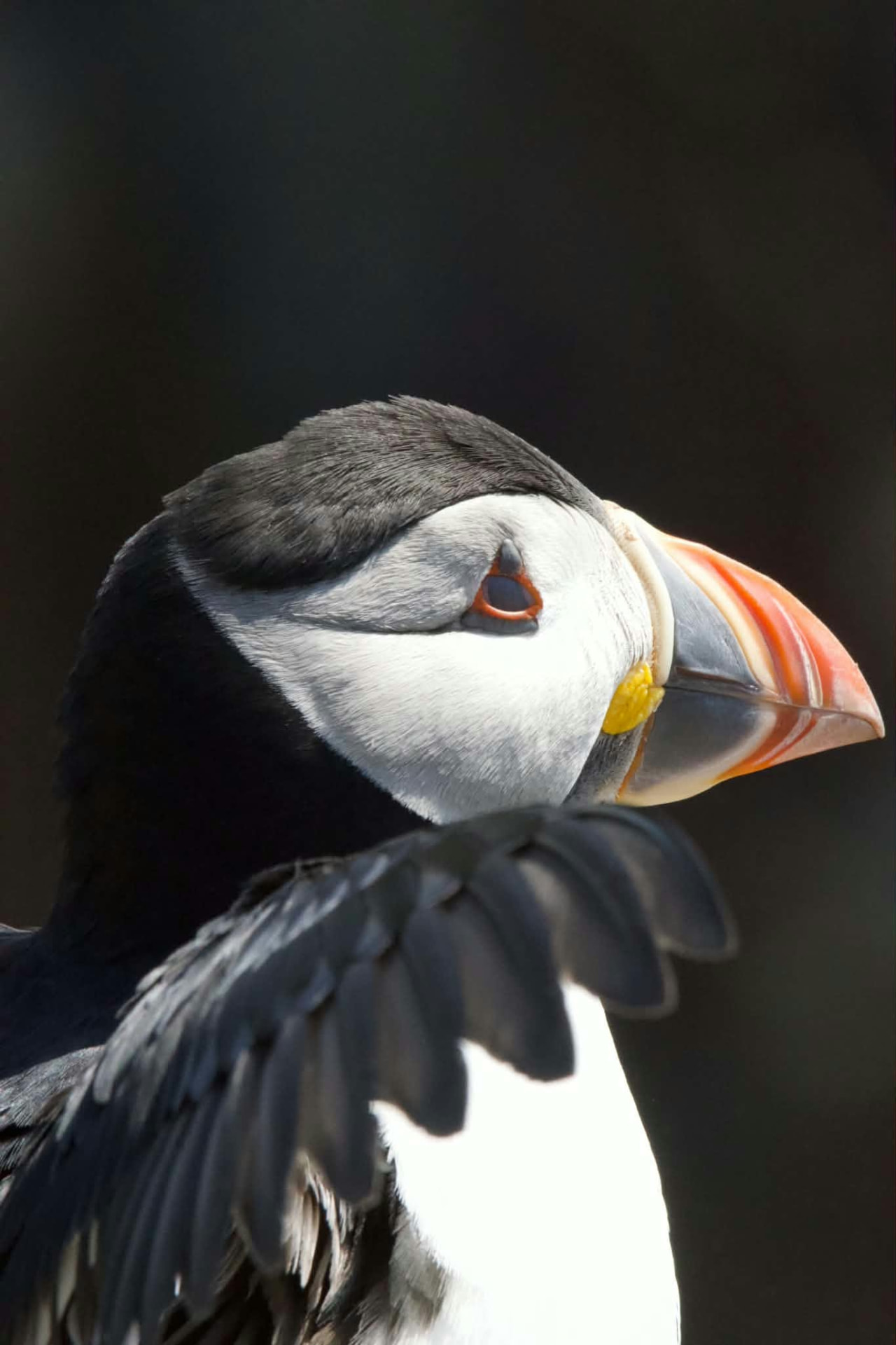 Close portrait of a puffin against dark foliage
