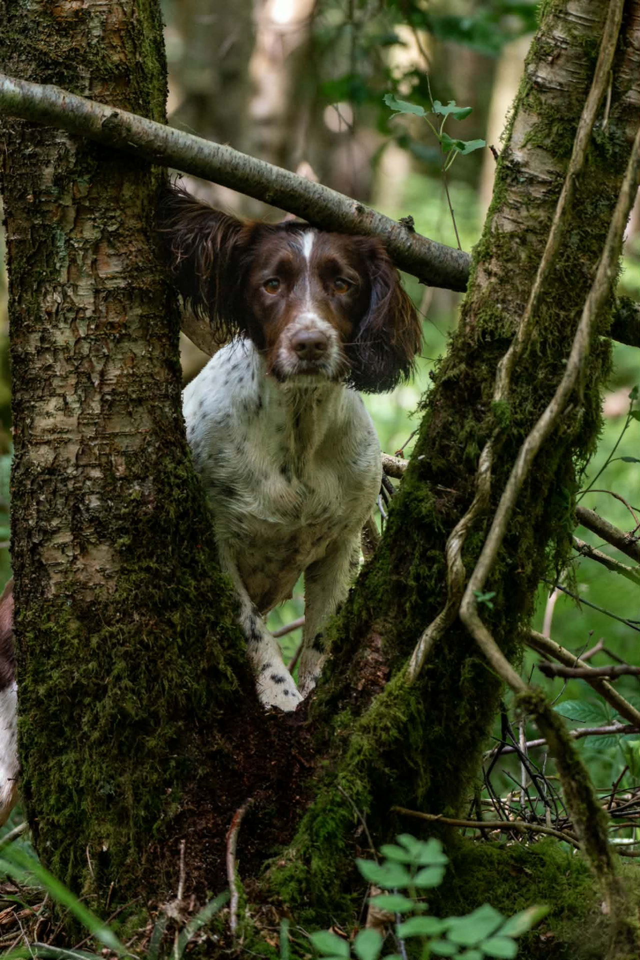 Springer spaniel peering out between mossy trees