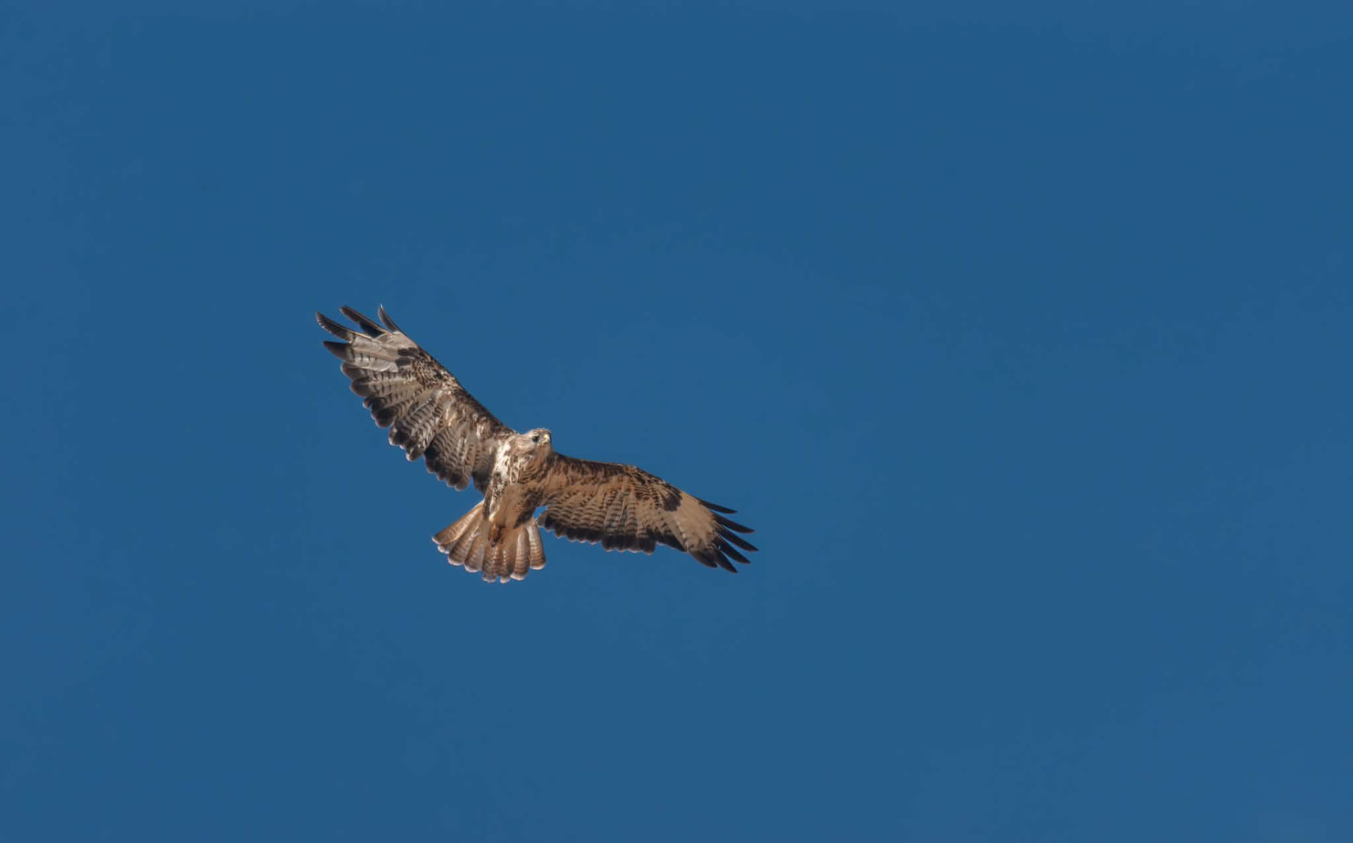 Buzzard soaring against a deep blue sky