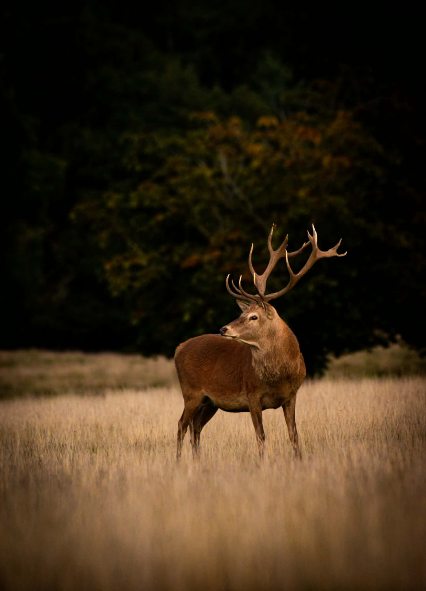 Red deer stag with large antlers standing in tall golden grass