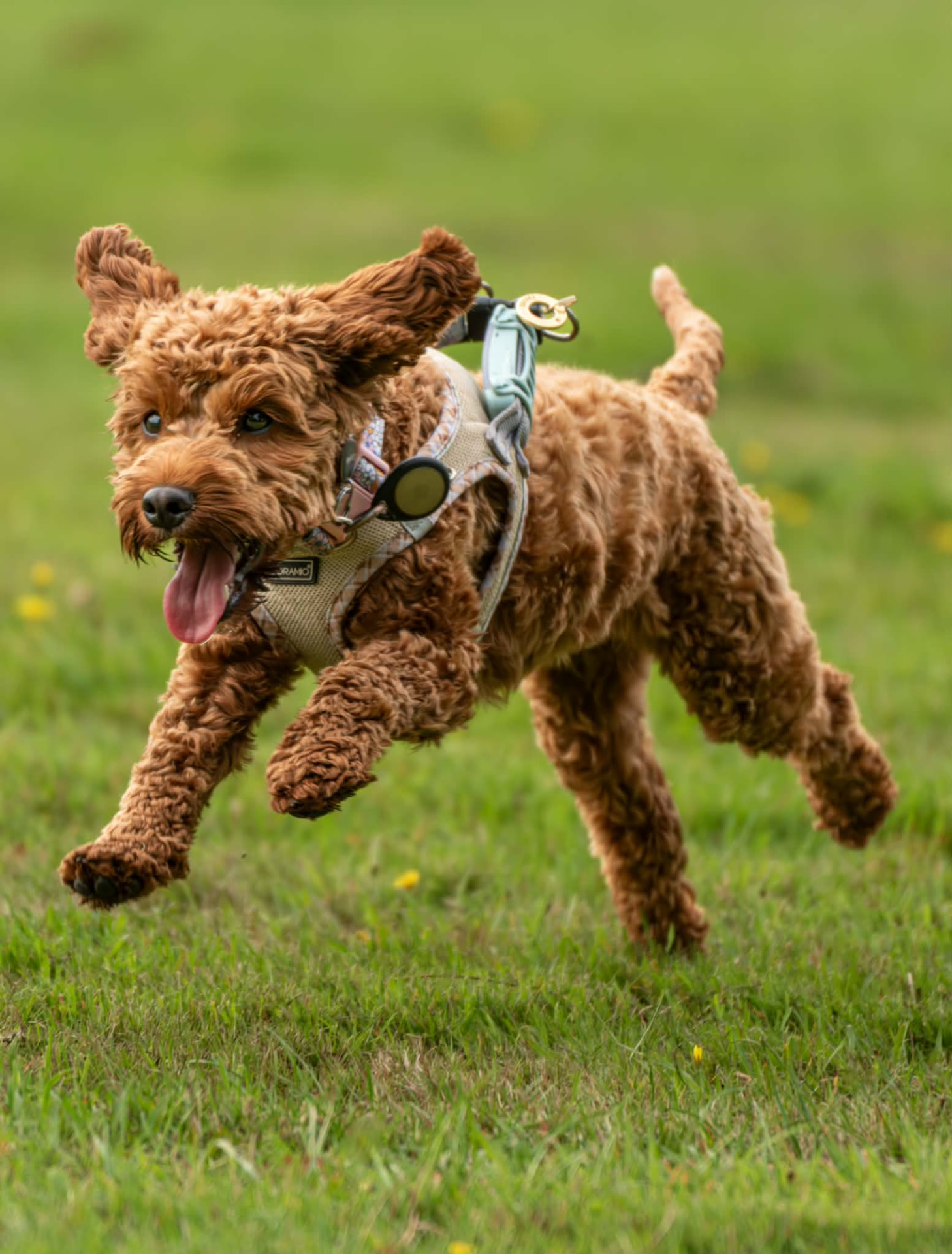 Brown cockapoo mid-leap across green grass