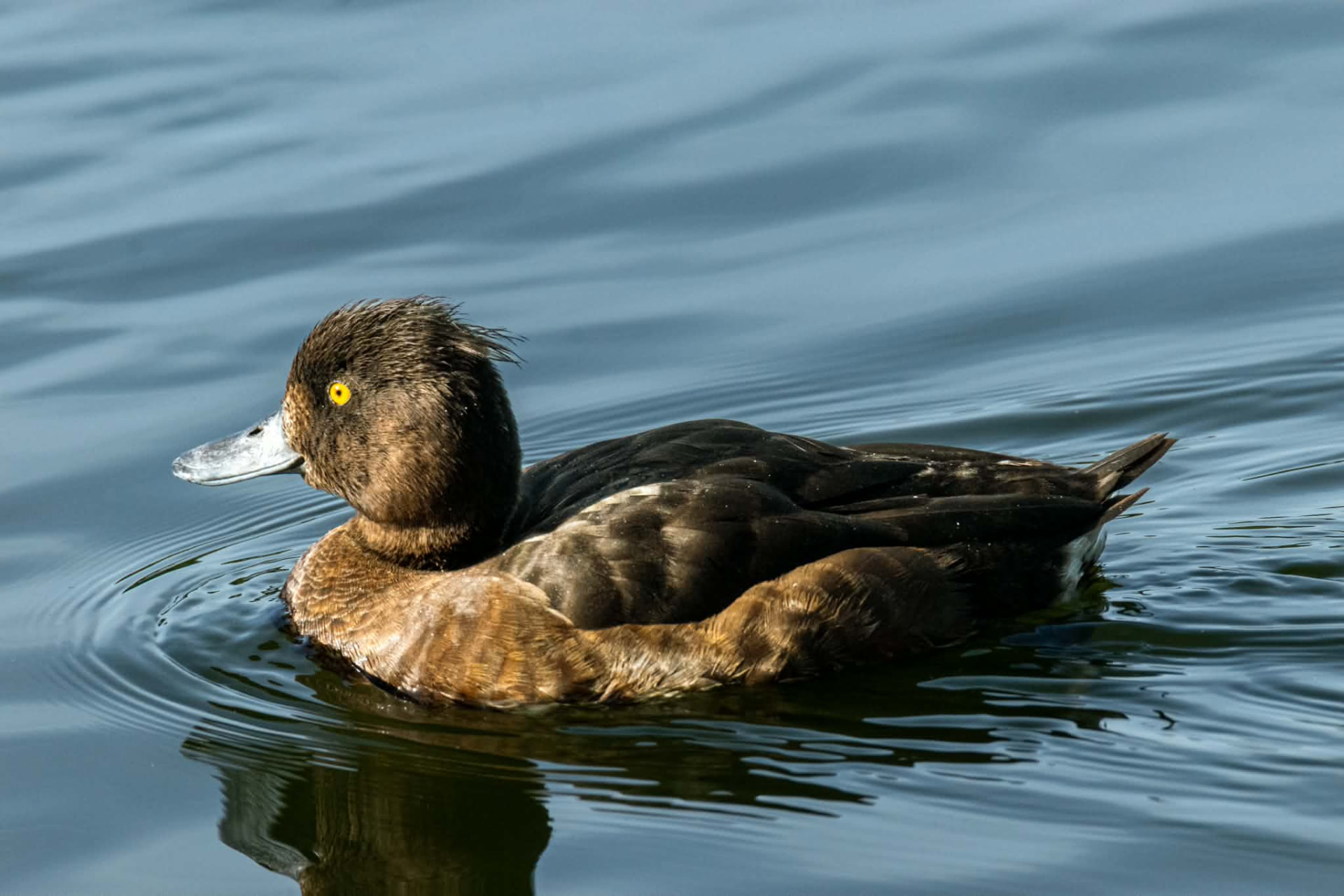 Tufted duck swimming on calm blue water