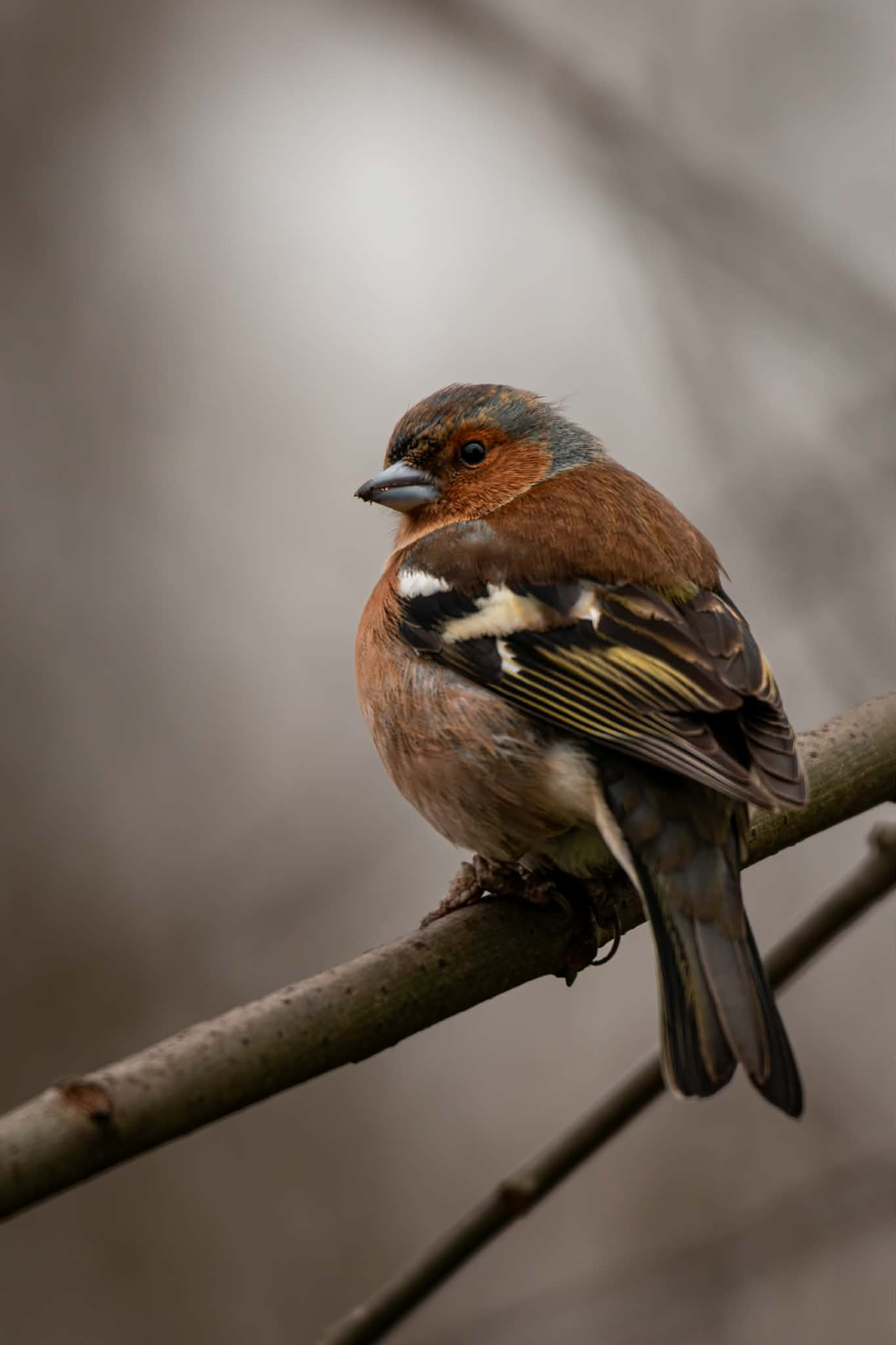 Chaffinch perched on a branch in soft morning light