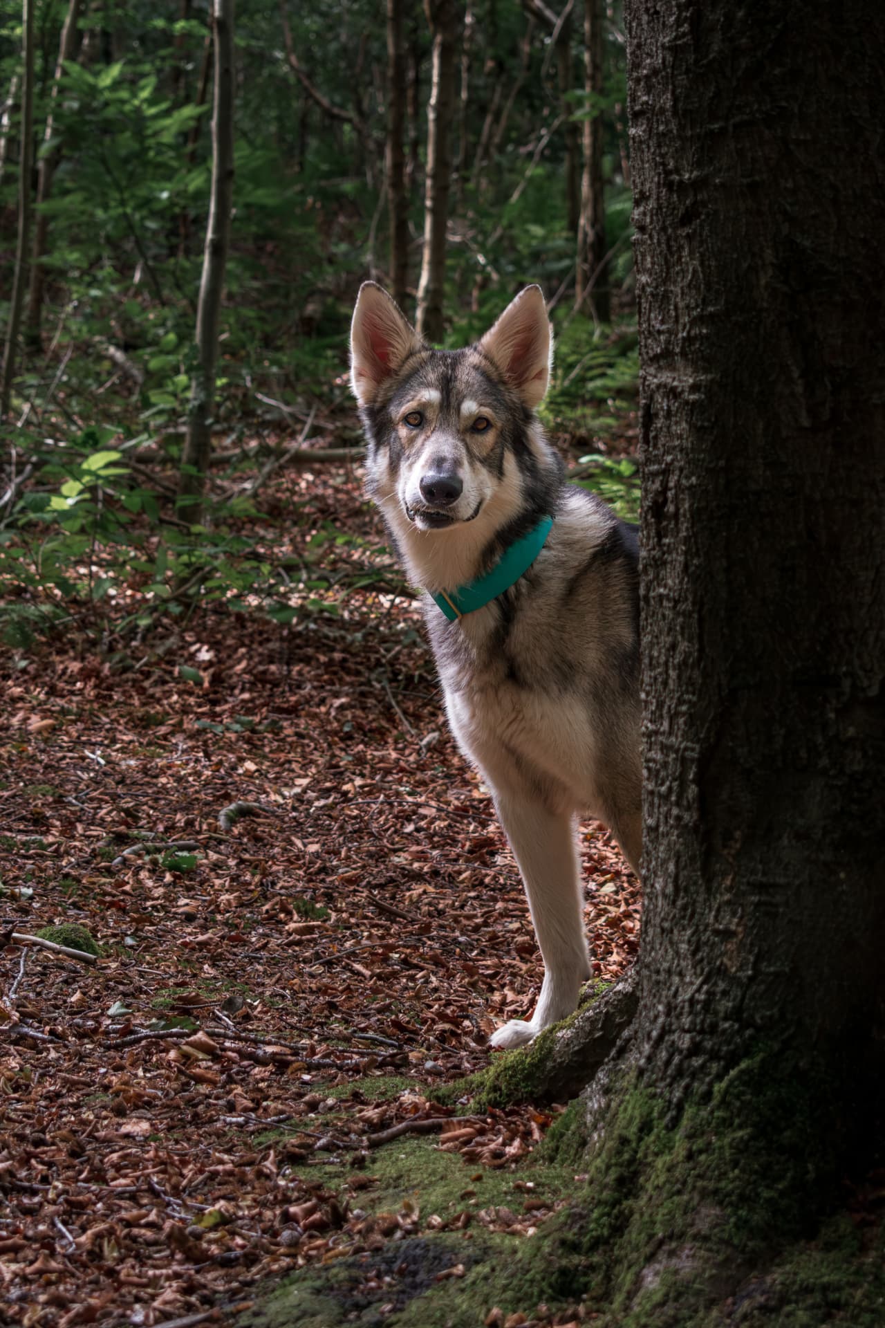 British Lupine Dog peeking out from behind a tree in the woodland
