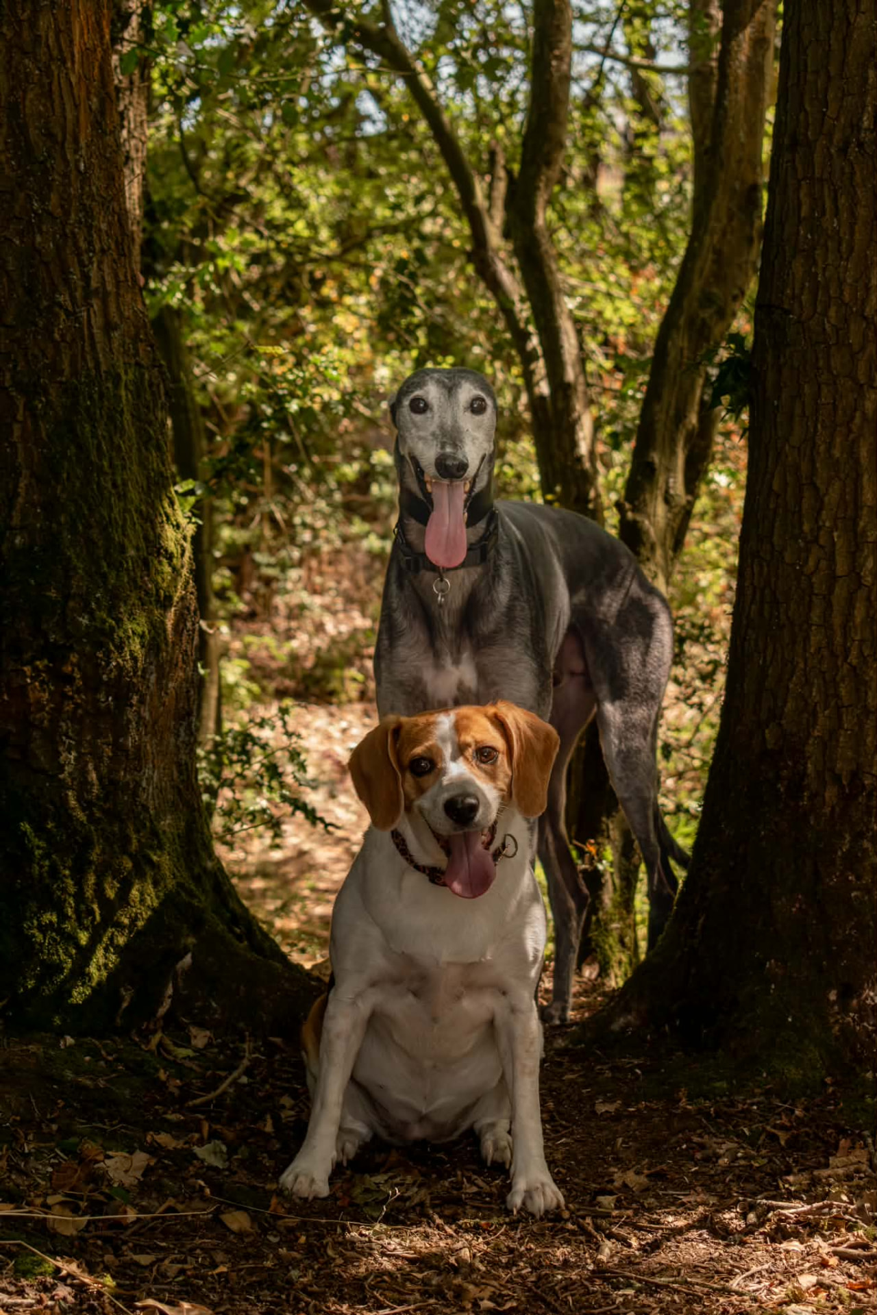 Greyhound and beagle together on a woodland path
