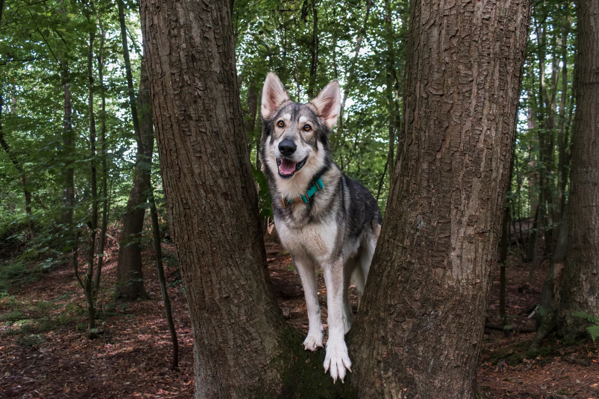 British Lupine Dog standing between moss-covered trees in woodland