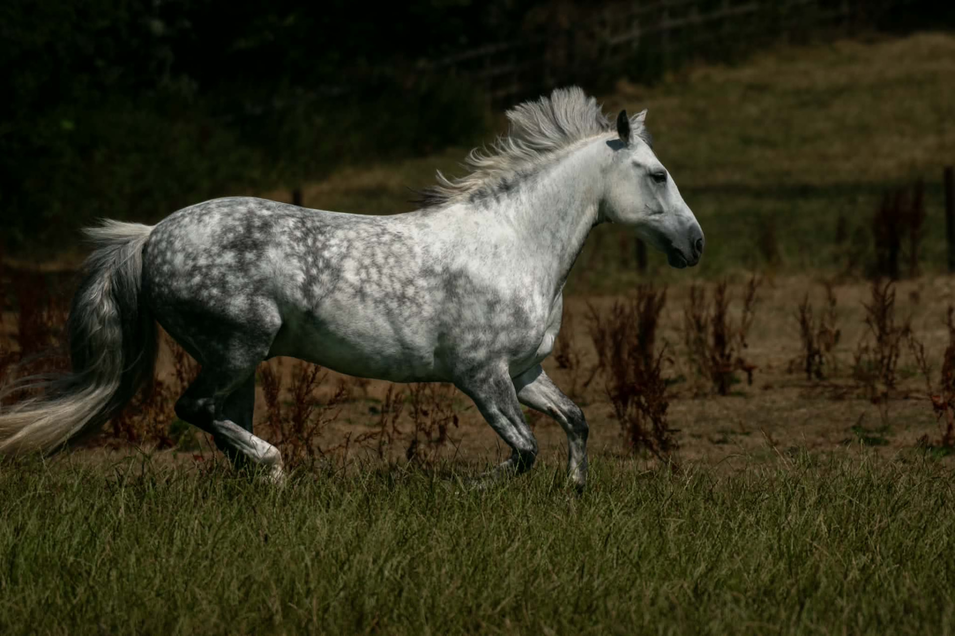 Dappled grey horse cantering through the grass