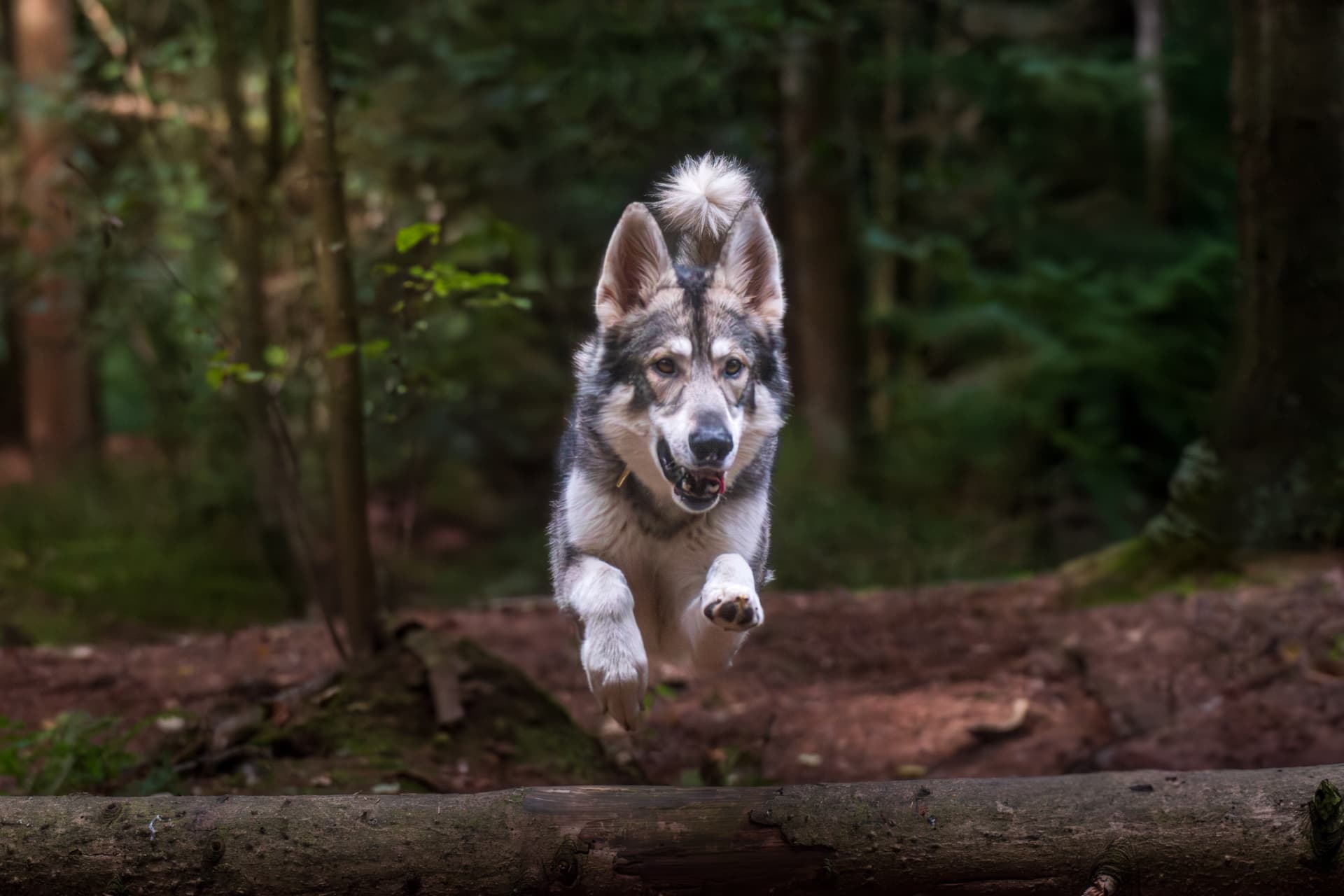British Lupine Dog leaping over a fallen woodland tree
