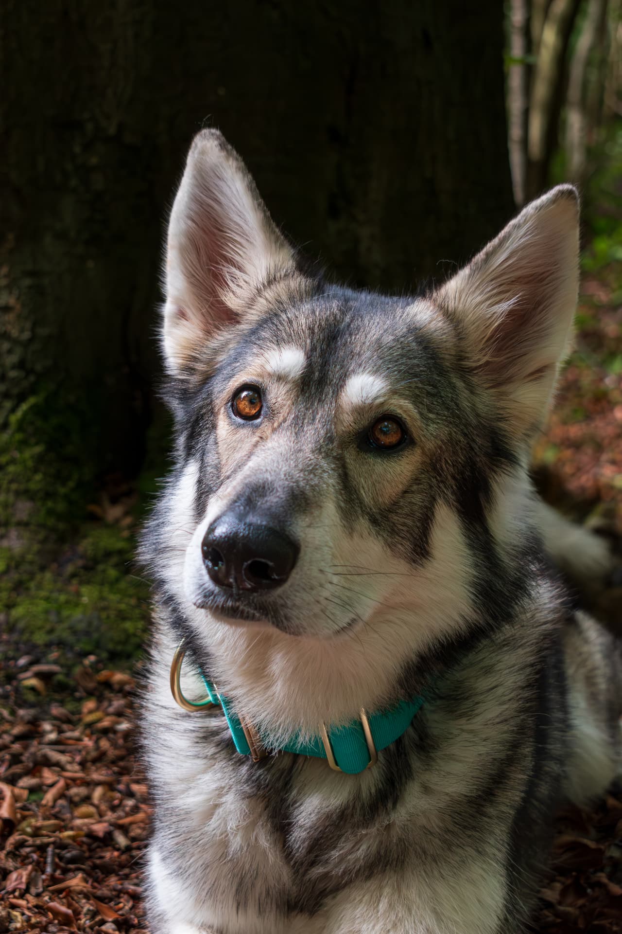 Close portrait of a British Lupine Dog in soft woodland light