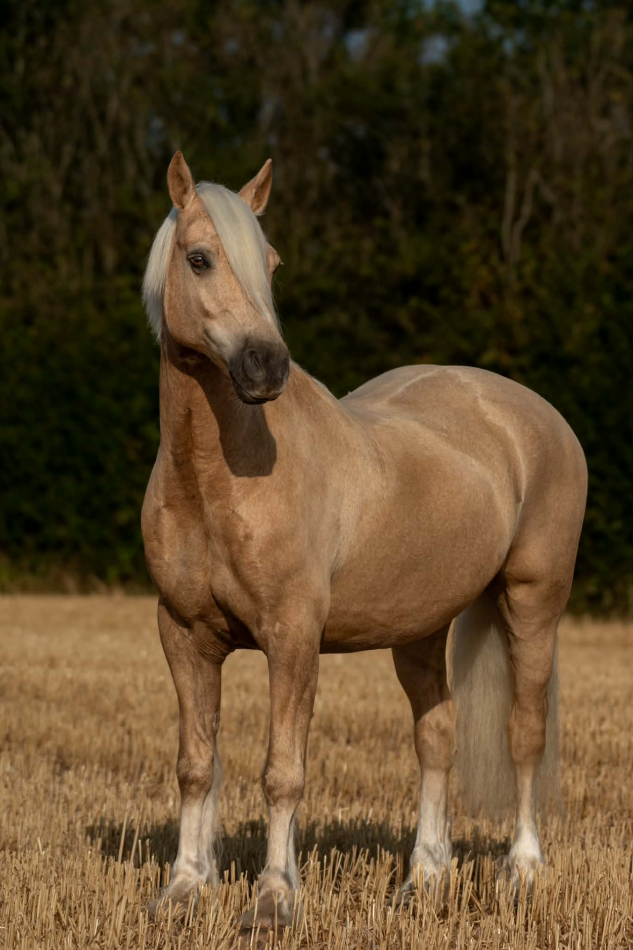 Palomino standing in a stubble field, glancing to the side