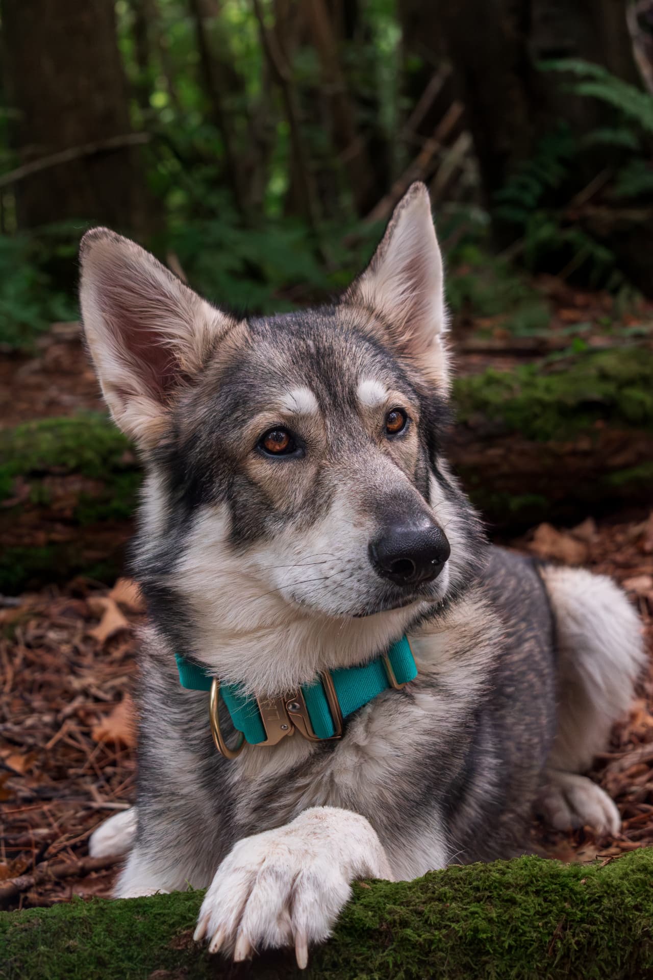 British Lupine Dog resting quietly in the woodland