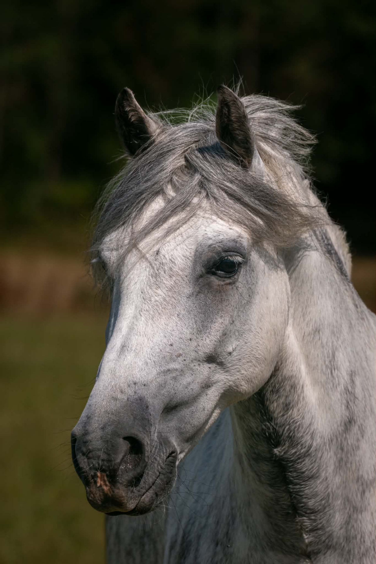 Portrait of a grey horse in soft natural light