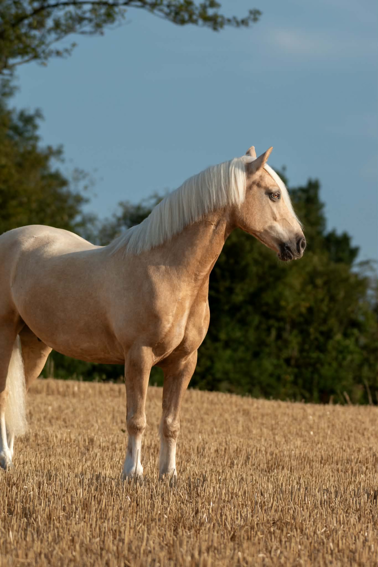 Palomino standing side-on in a stubble field at golden hour