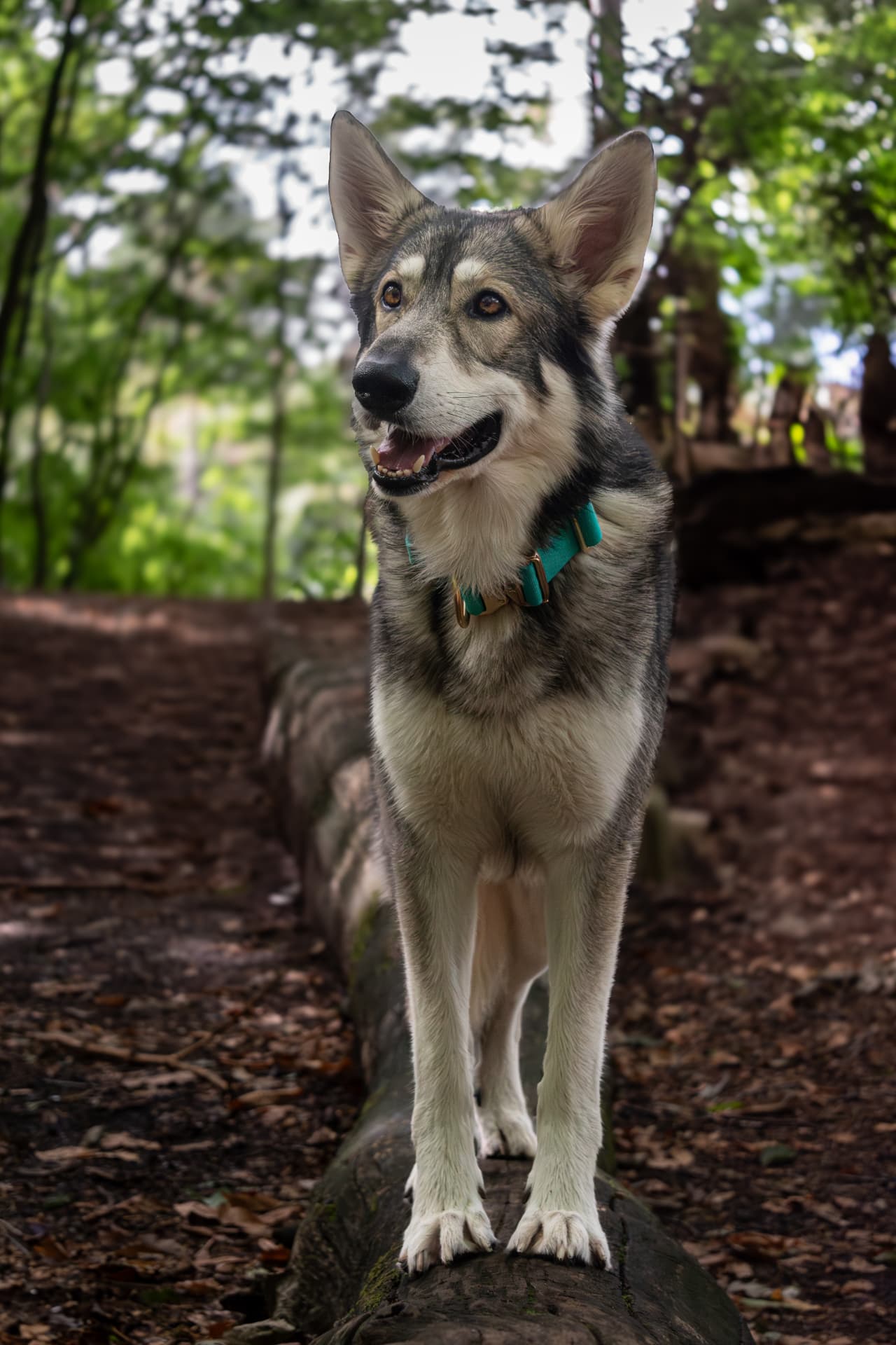 British Lupine Dog resting a paw on a moss-covered fallen tree