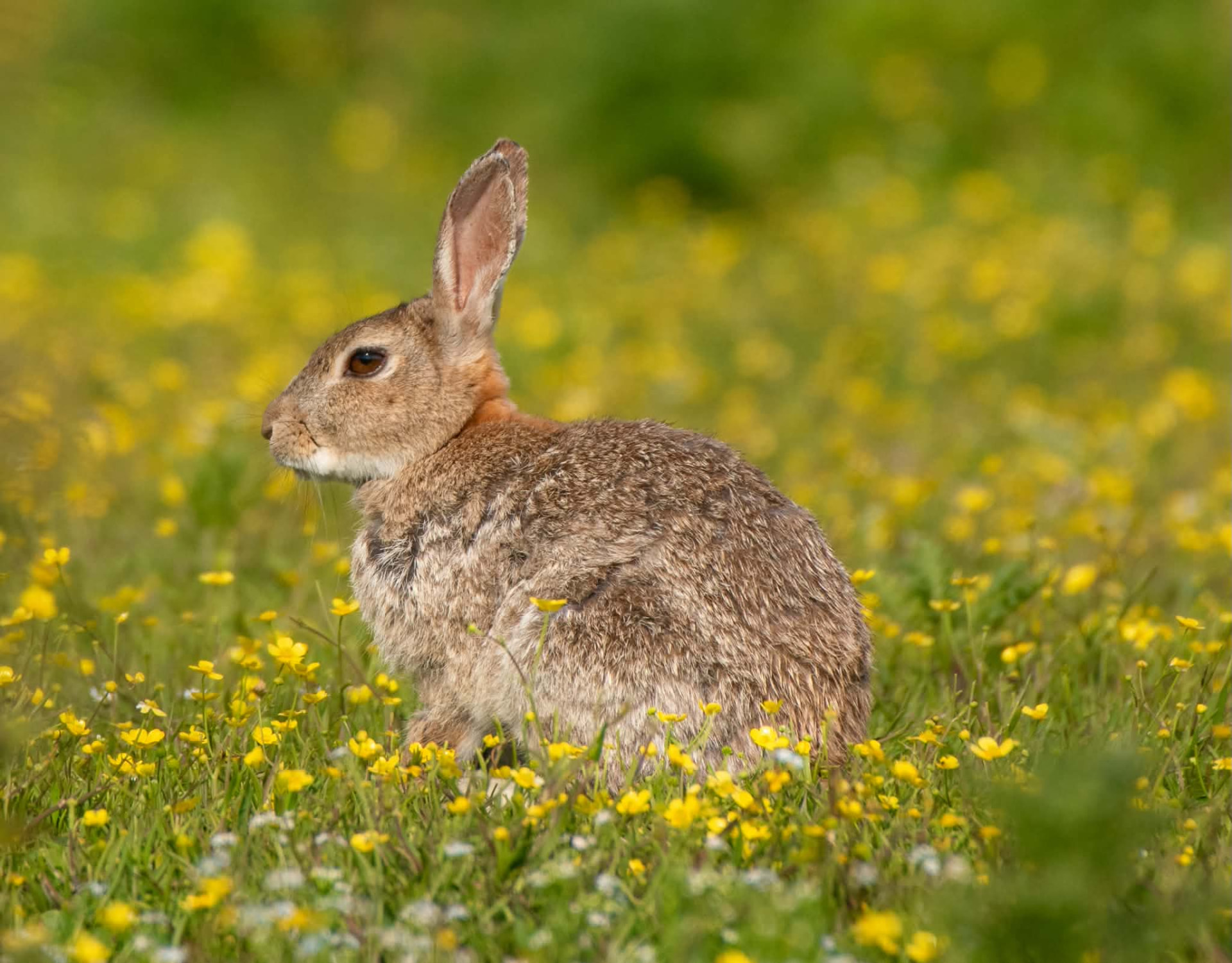 Wild rabbit sitting in a buttercup meadow