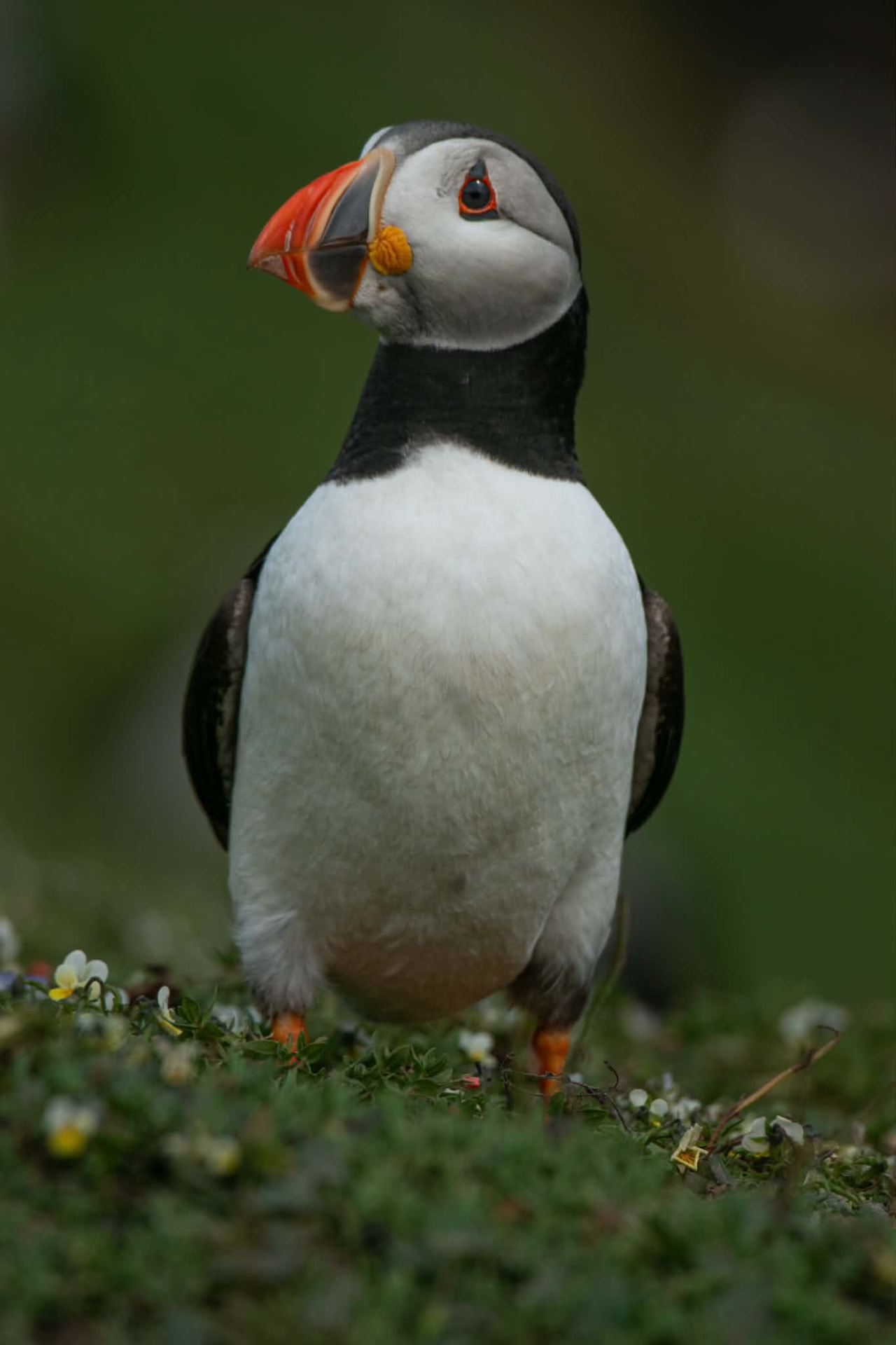 Puffin standing among clifftop wildflowers