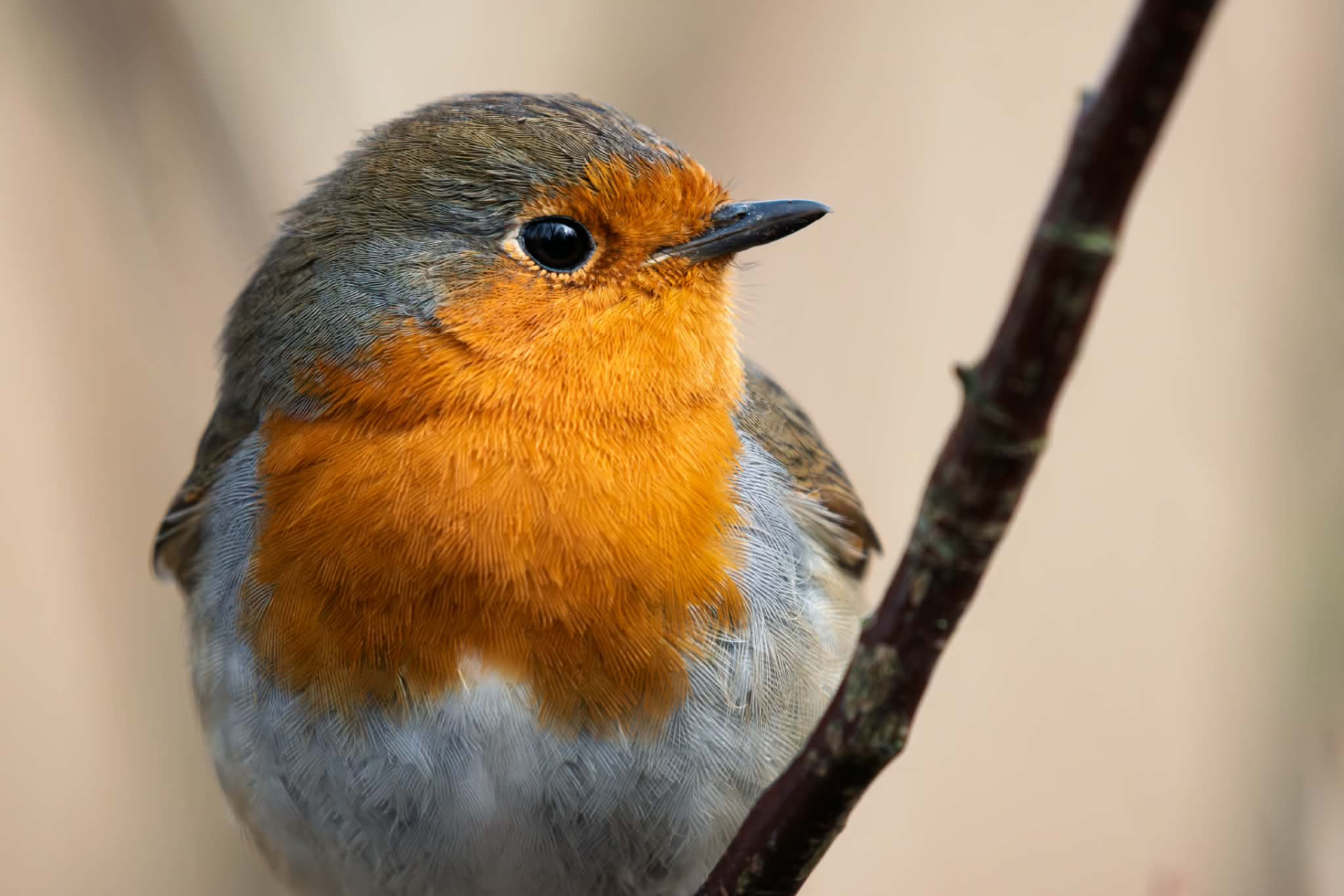Close-up of a robin perched on a bare branch