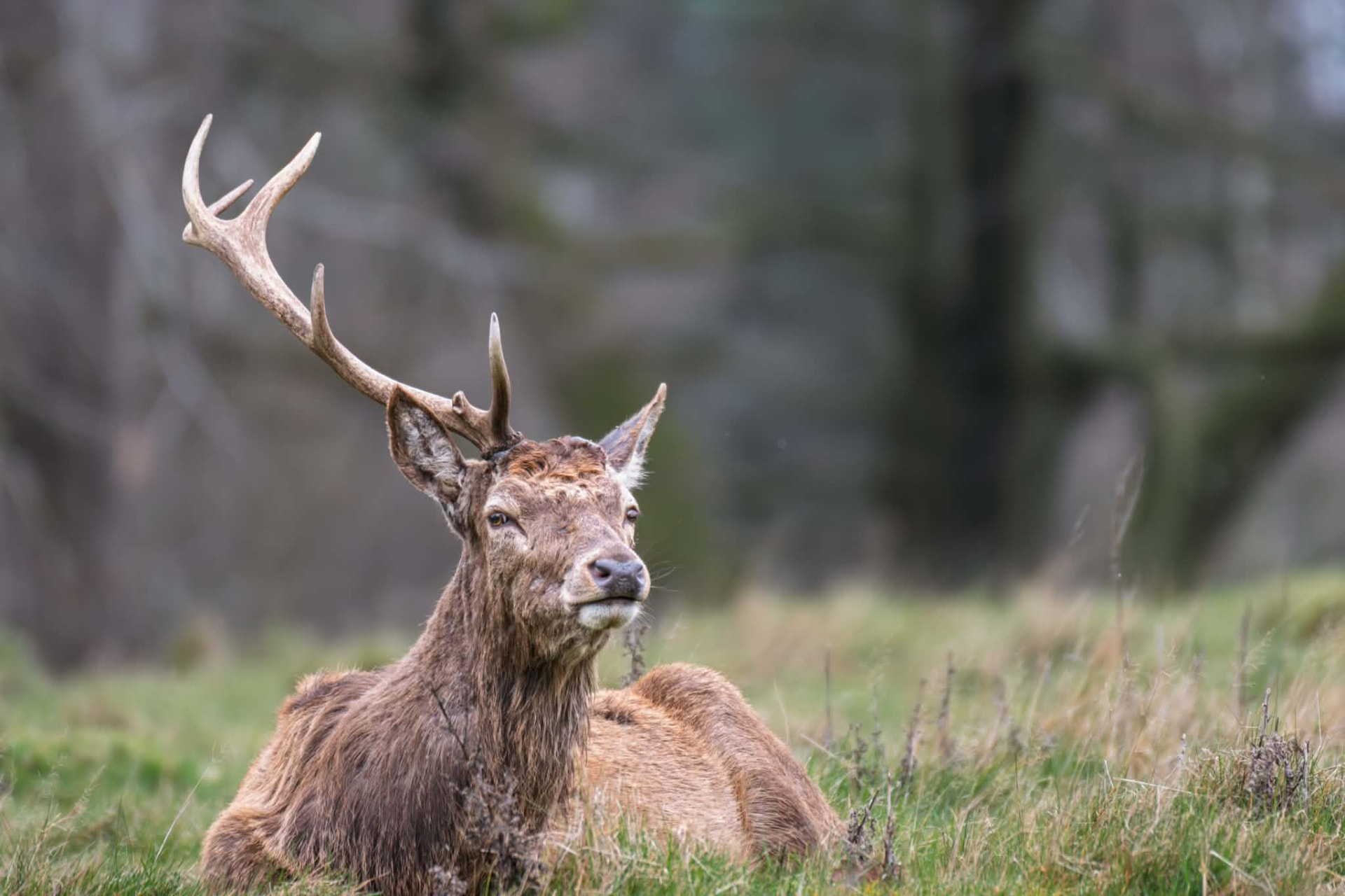 Red deer stag resting in long grass among woodland