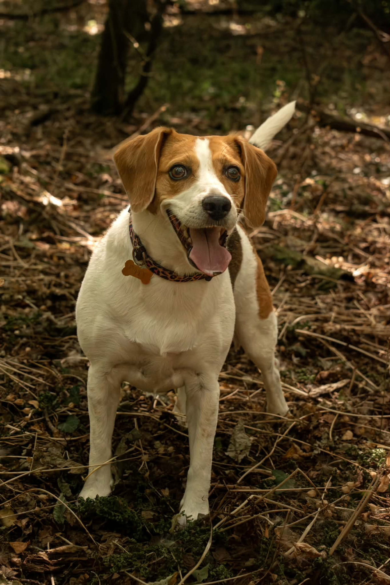 Beagle standing in warm woodland light