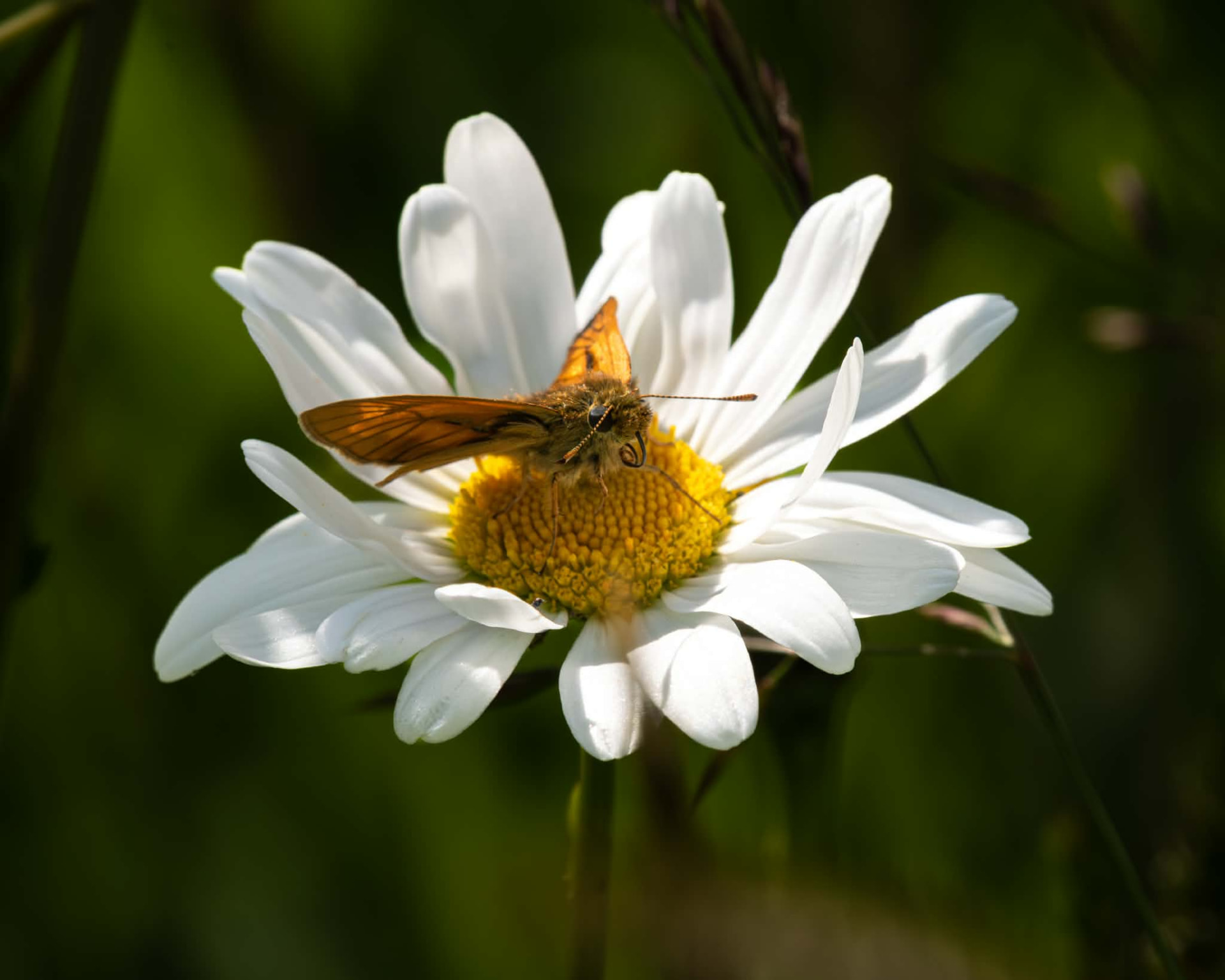 Skipper butterfly resting on a white daisy
