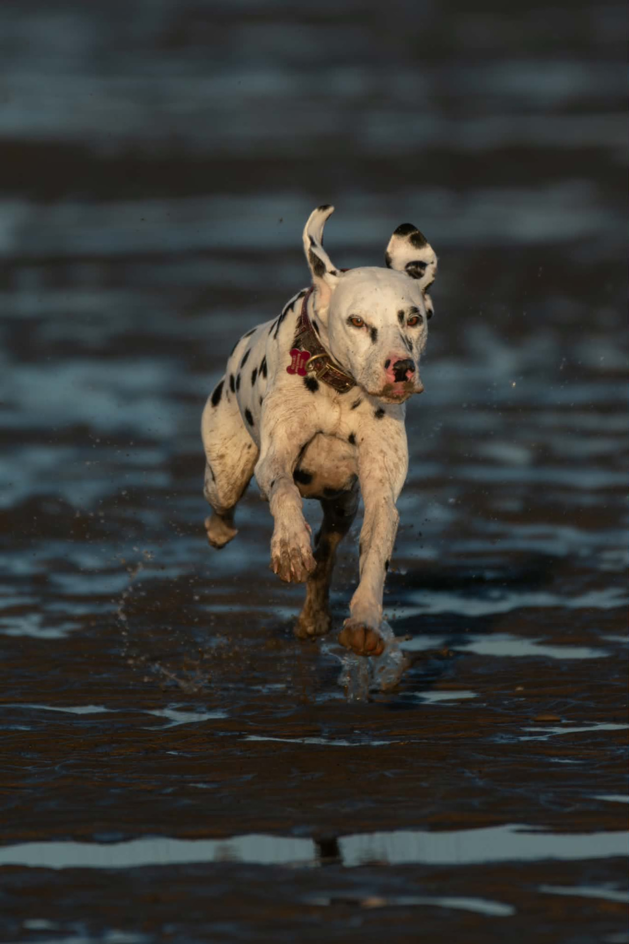 Dalmatian running through shallow water