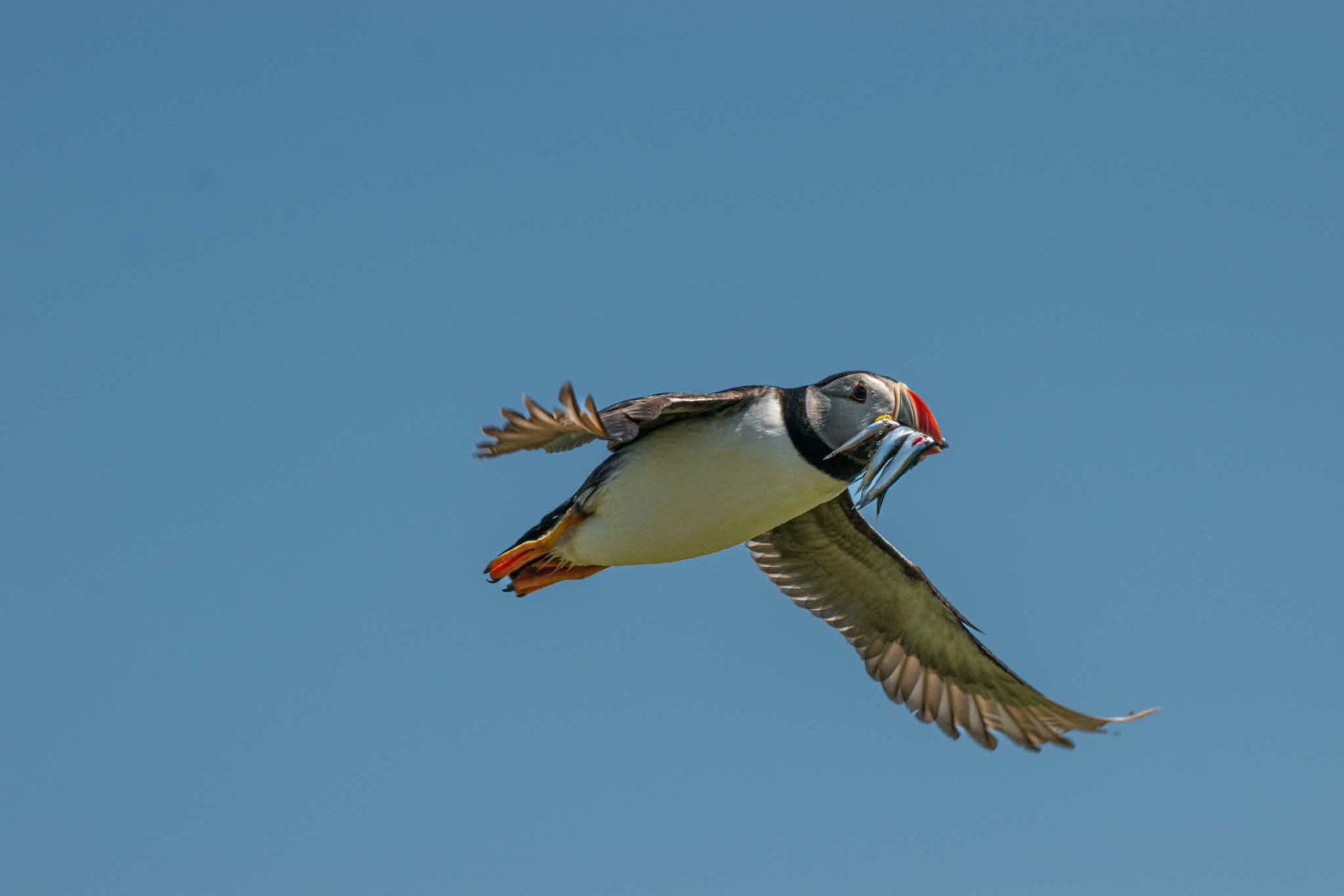 Atlantic puffin in flight against a clear blue sky, carrying sand eels
