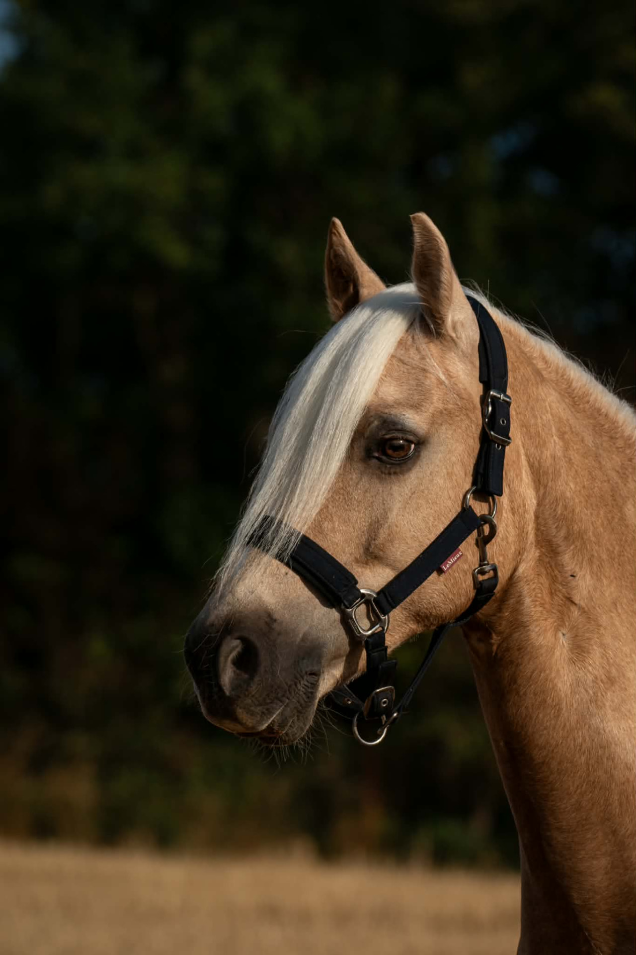 Close portrait of a palomino in a black headcollar